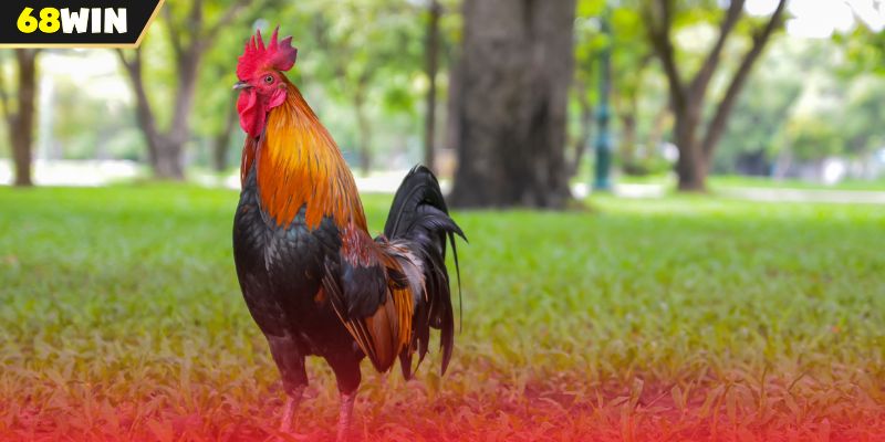 Một số loại hình chọi kê tại đá gà Thomo